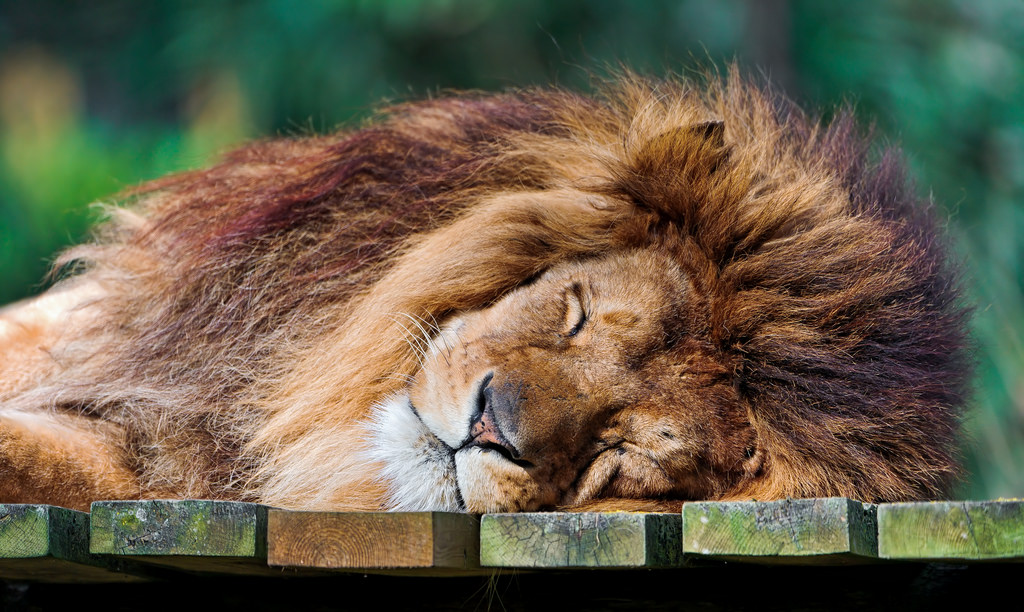 ライオンは寝ている
